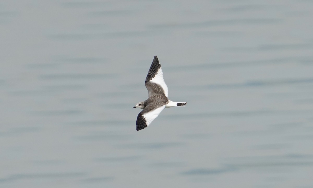 Sabine's Gull - ML623527590