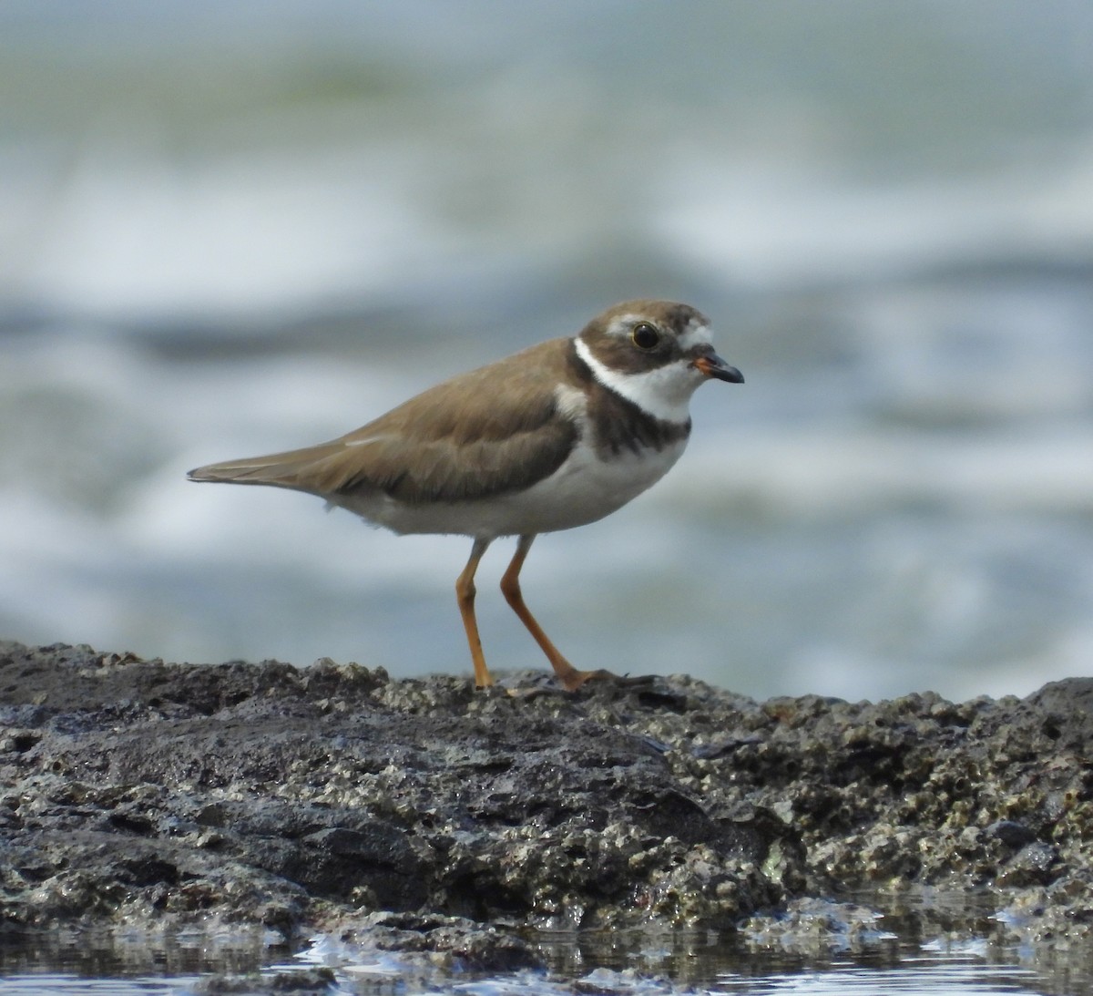 Semipalmated Plover - ML623527618