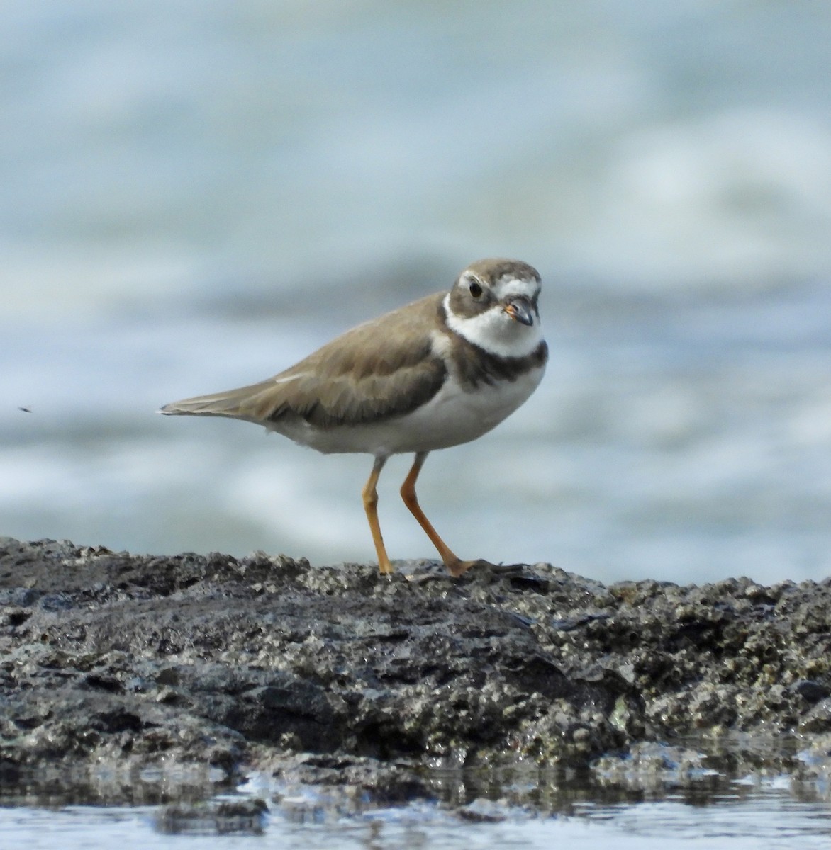 Semipalmated Plover - ML623527622