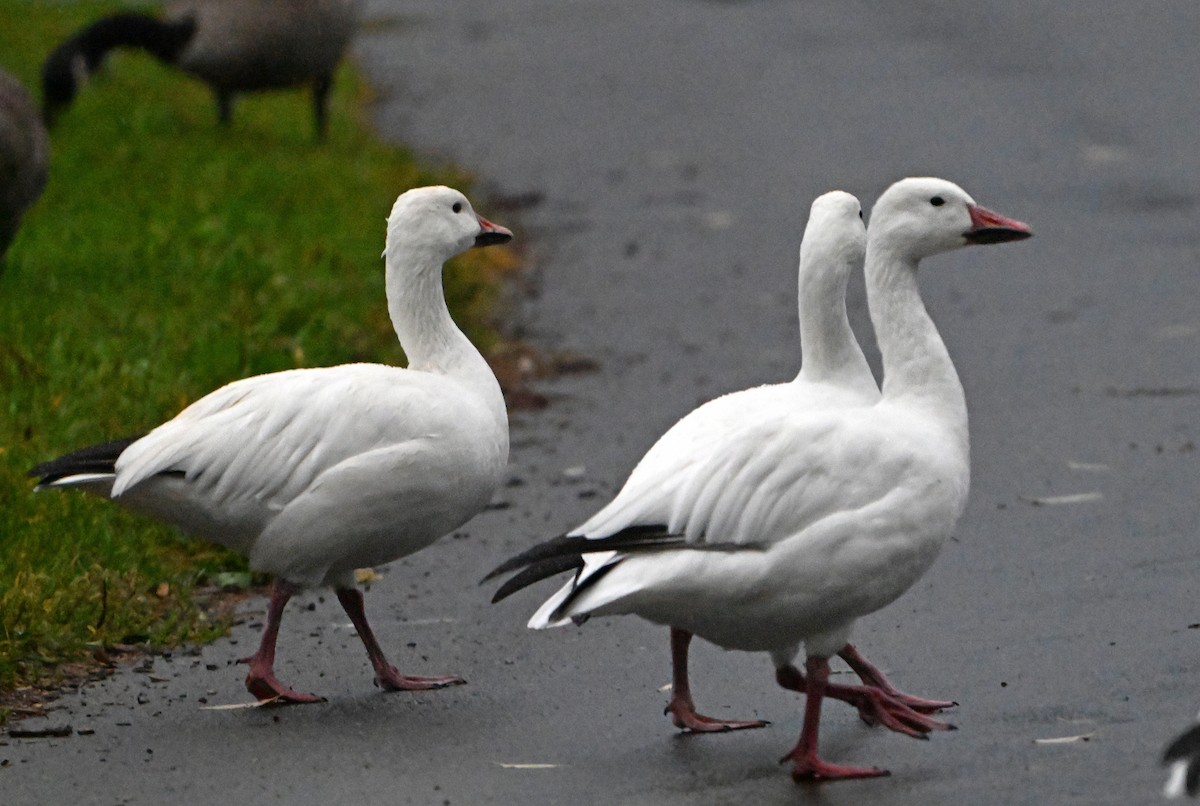 Snow Goose - ML623527635