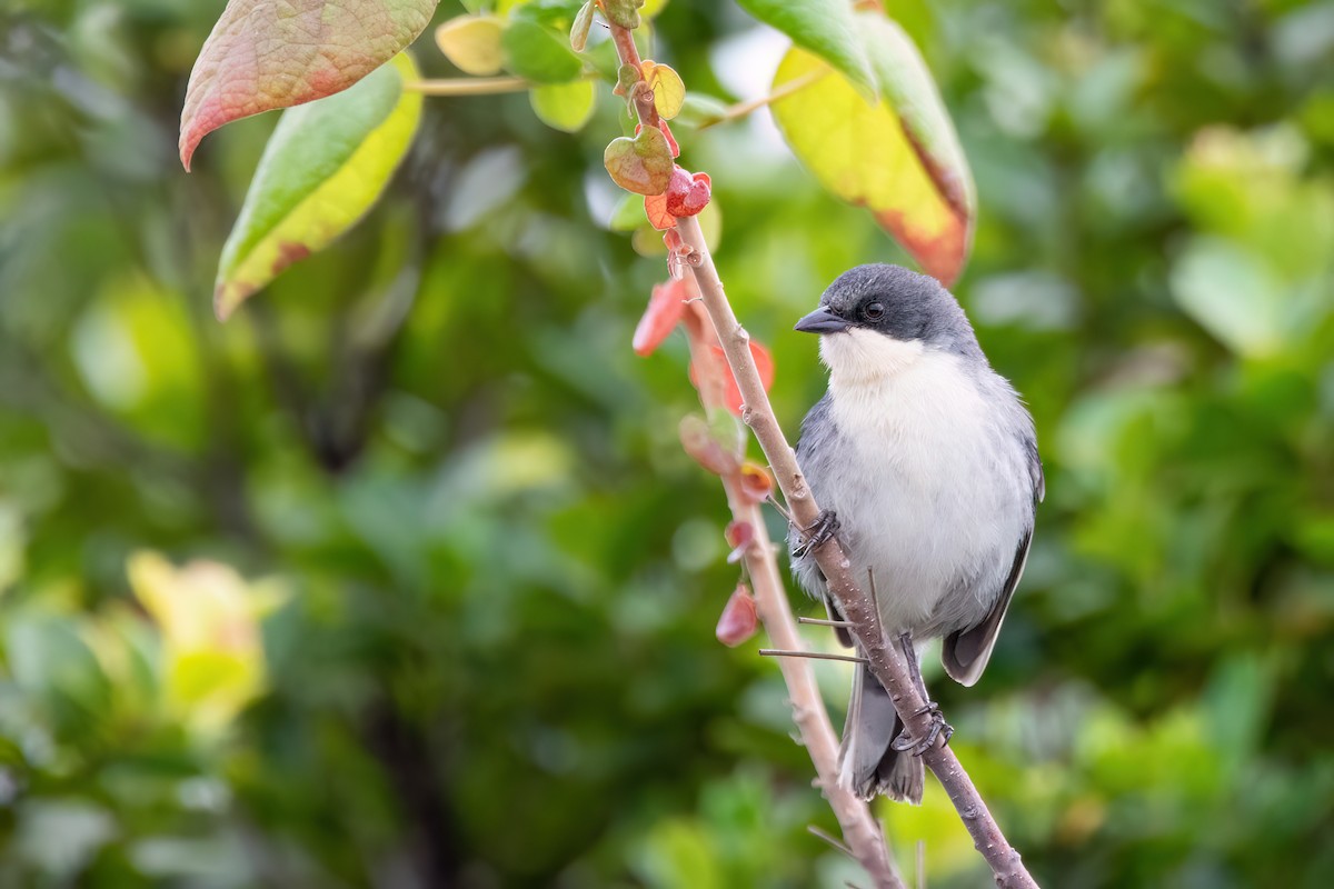 Cinereous Warbling Finch - ML623527708