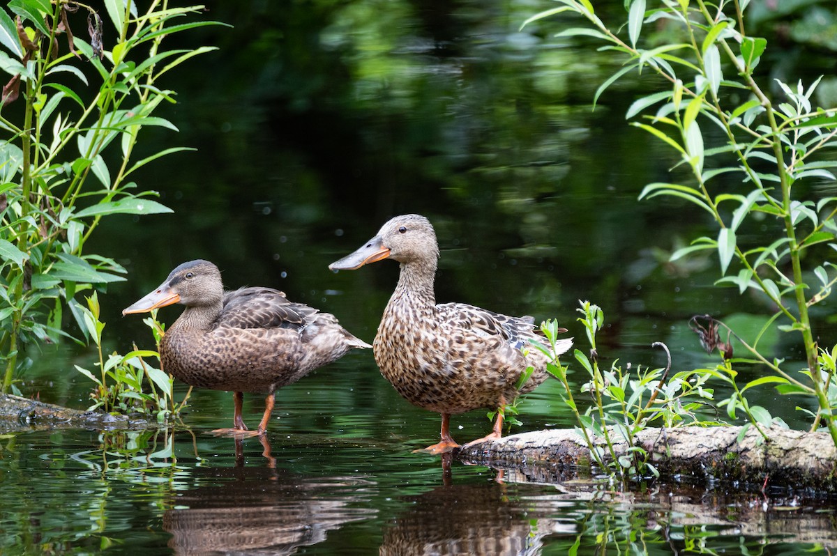 Northern Shoveler - ML623527710