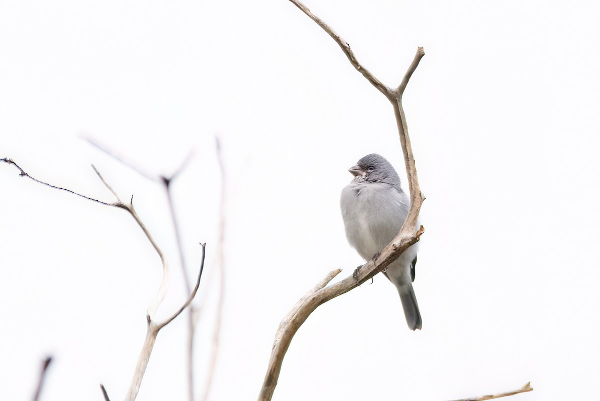 Plumbeous Seedeater - ML623527715