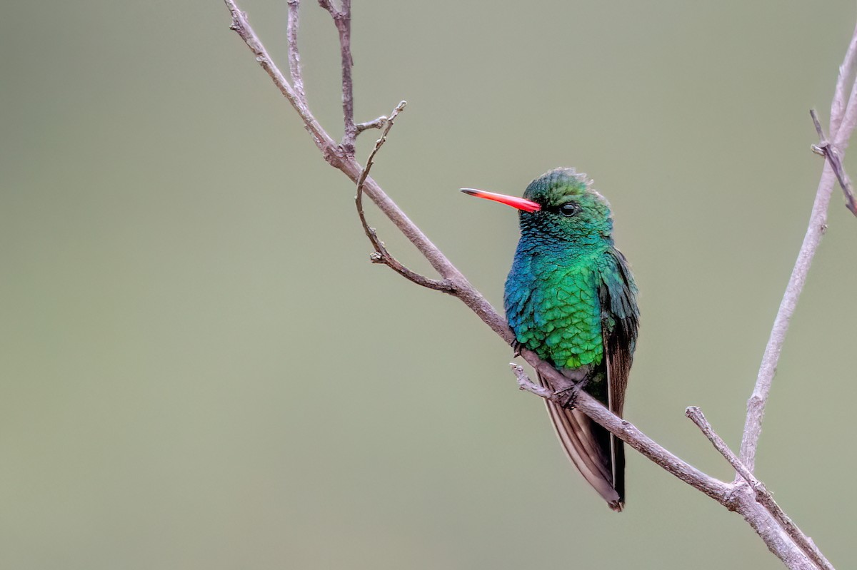 Glittering-bellied Emerald - ML623527728