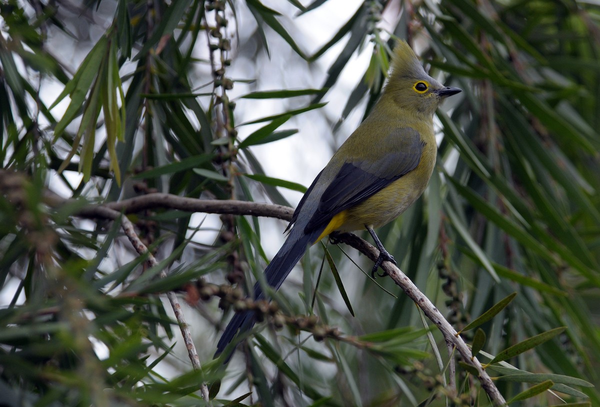 Long-tailed Silky-flycatcher - ML623527760