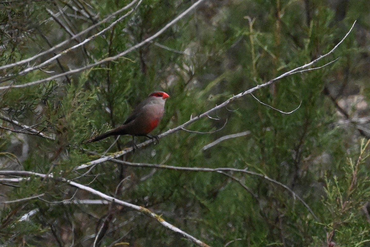 Common Waxbill - ML623527779