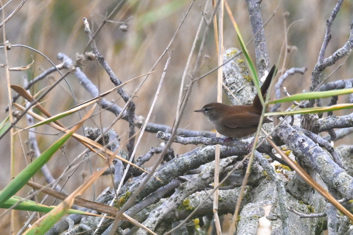 Cetti's Warbler - ML623527787