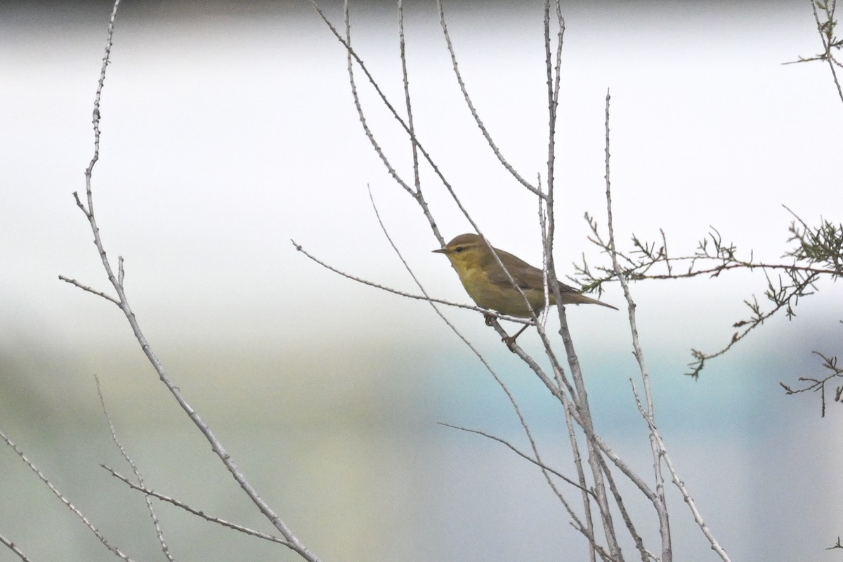 Willow Warbler - ML623527792