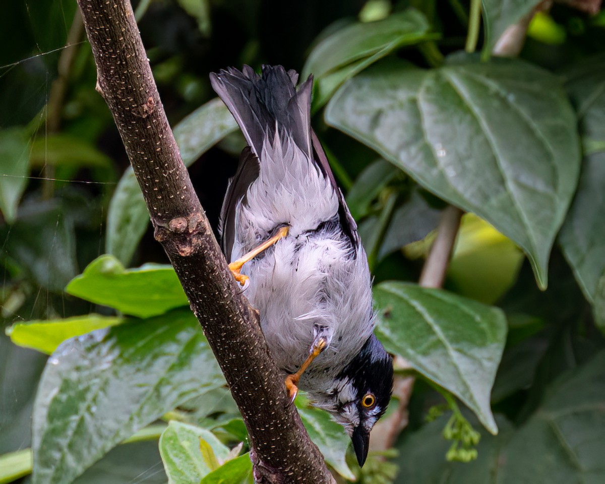 Hooded Tanager - ML623527794