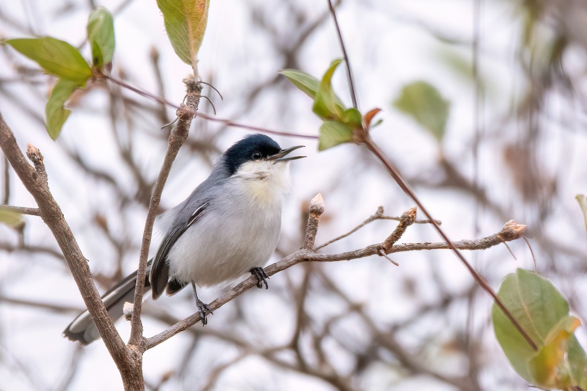 Tropical Gnatcatcher - ML623527815