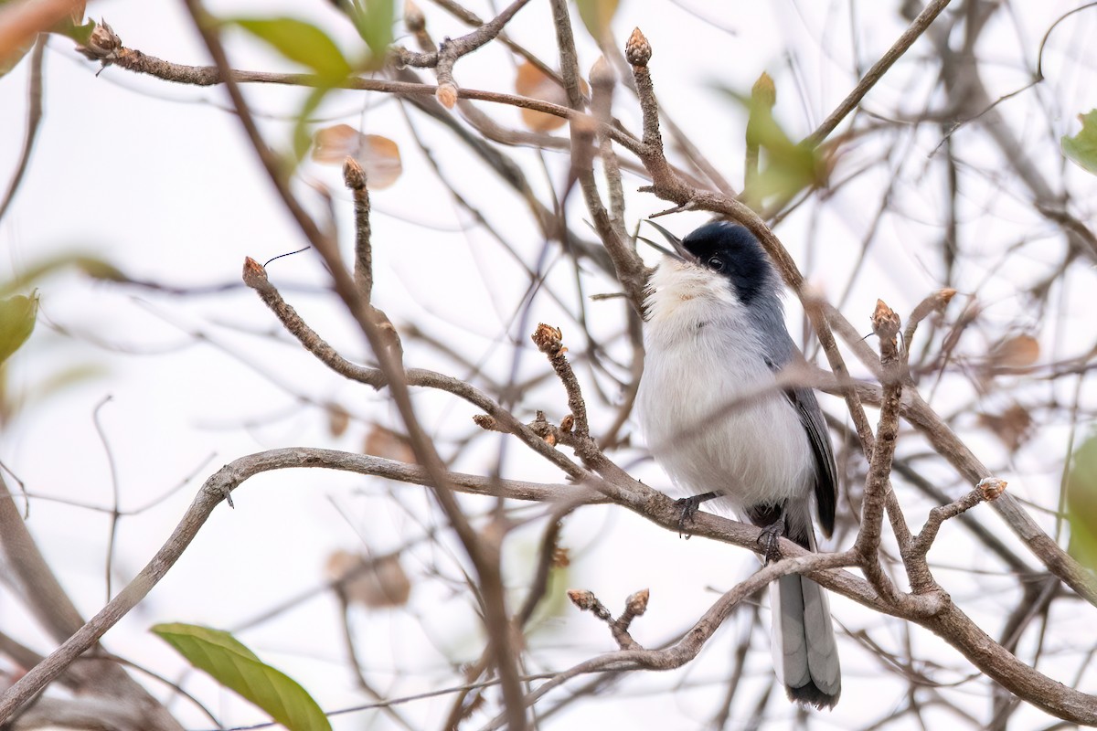 Tropical Gnatcatcher - Marcos Eugênio Birding Guide