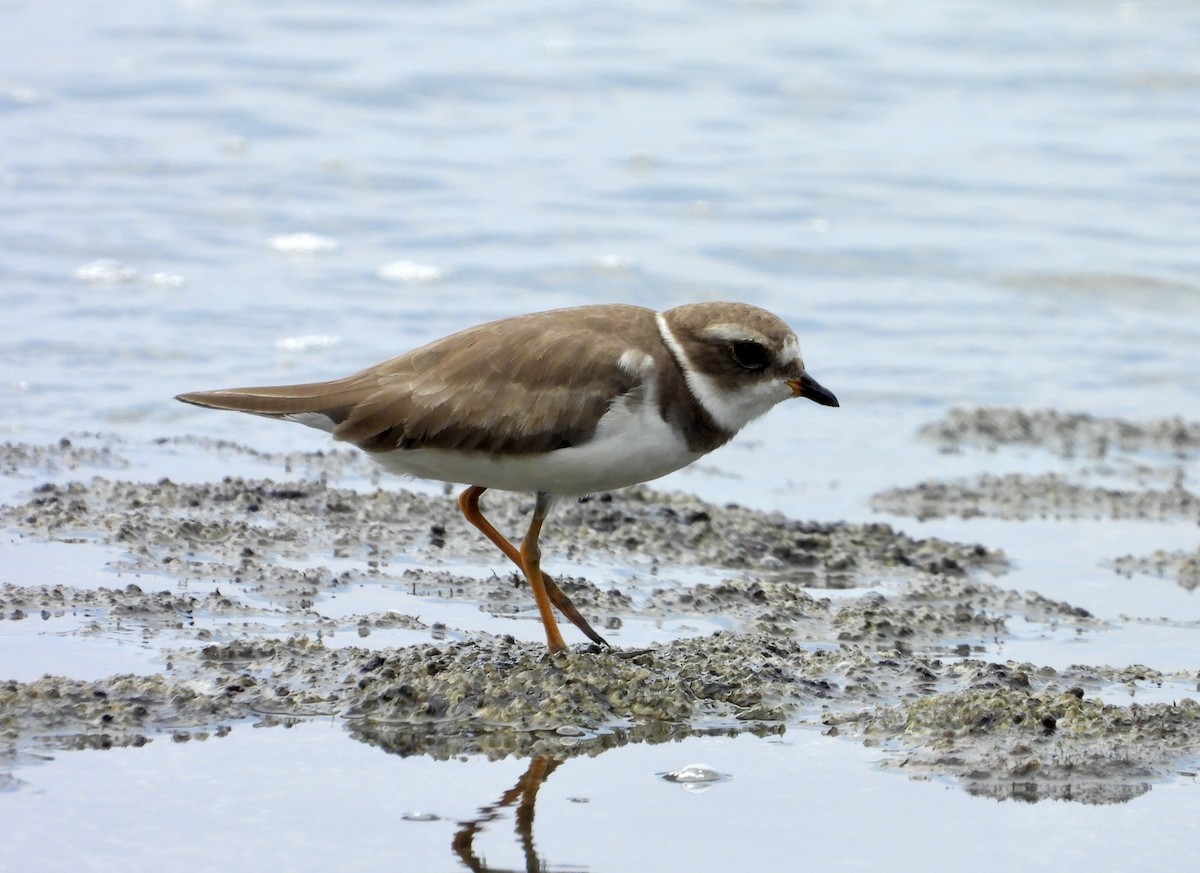 Semipalmated Plover - ML623527895