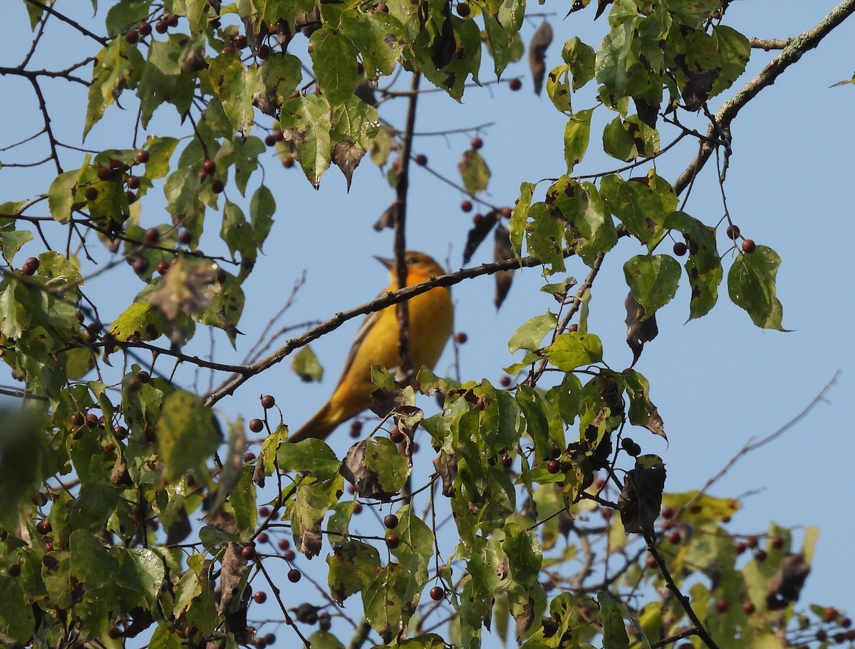 Oriole de Baltimore - ML623527896