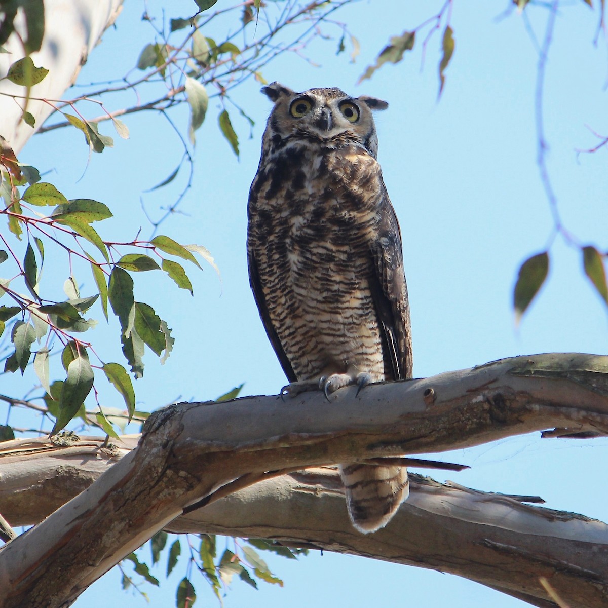 Great Horned Owl - ML623527898