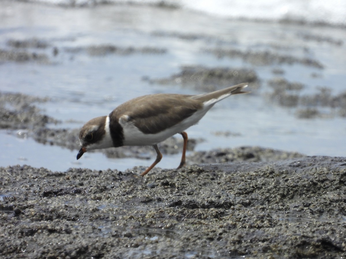 Semipalmated Plover - ML623527900