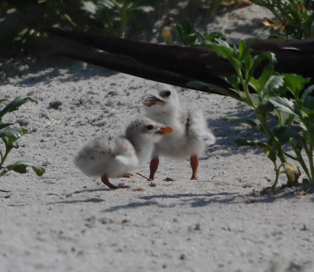 Black Skimmer - ML623527957