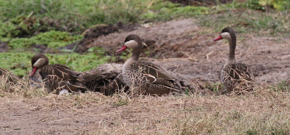 Red-billed Duck - ML623527972