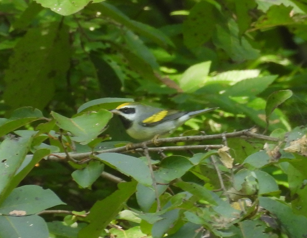 Golden-winged Warbler - ML623527976