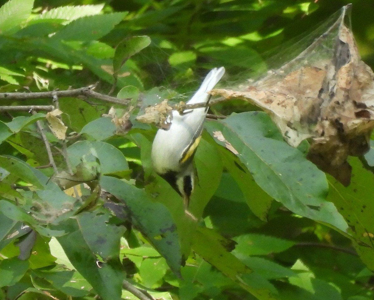 Golden-winged Warbler - ML623527977