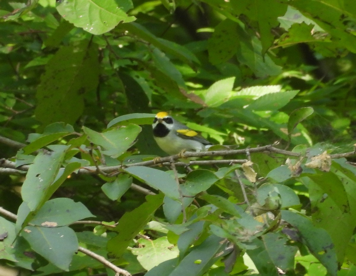 Golden-winged Warbler - ML623527979