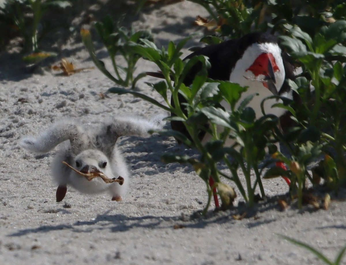 Black Skimmer - ML623527981