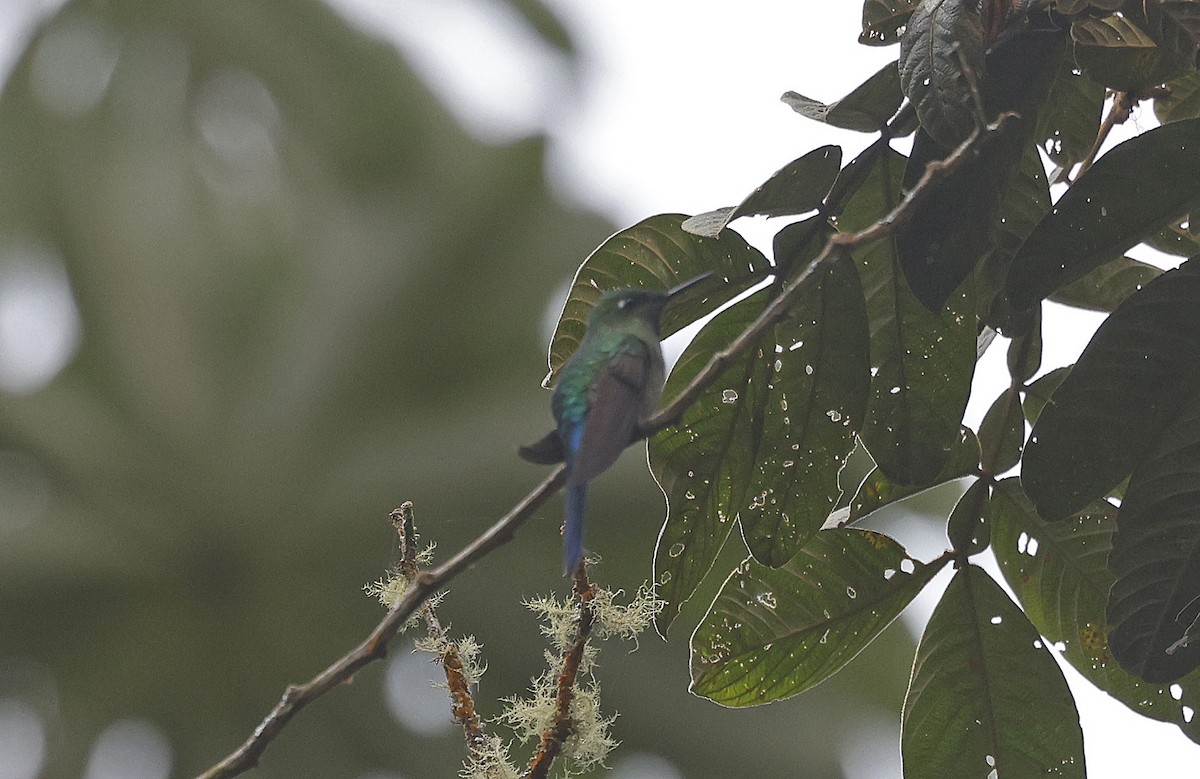 Long-tailed Sylph - ML623527996