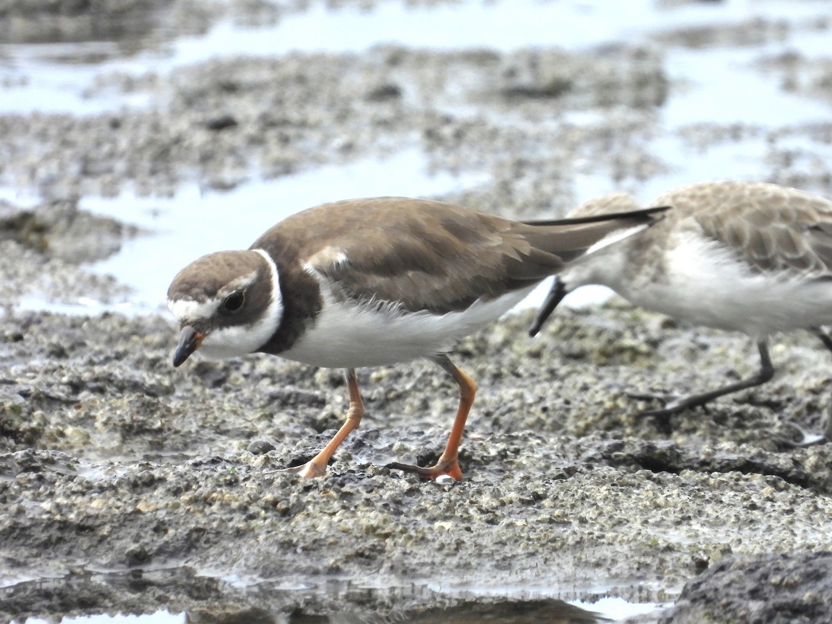 Semipalmated Plover - ML623528000