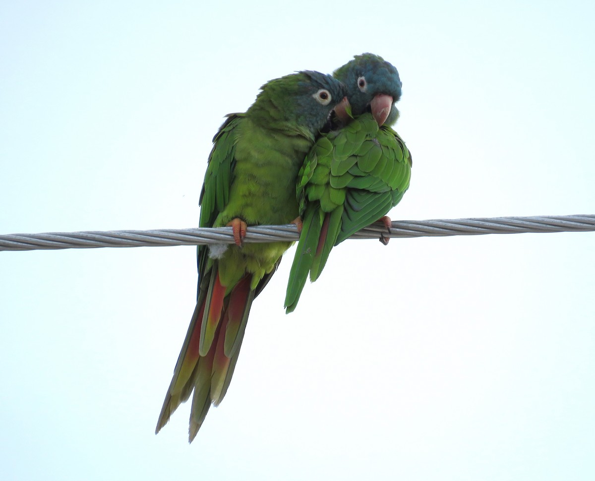 Blue-crowned Parakeet - ML623528004