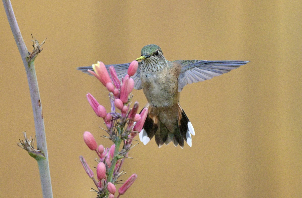 Broad-tailed Hummingbird - Laurie Kleespies