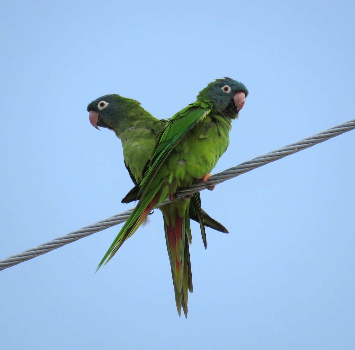 Blue-crowned Parakeet - shirley franey