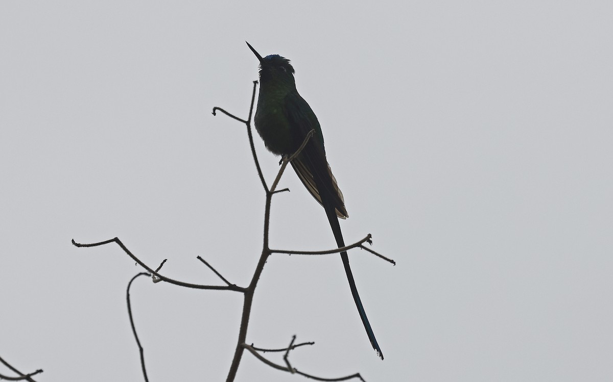 Long-tailed Sylph - ML623528014