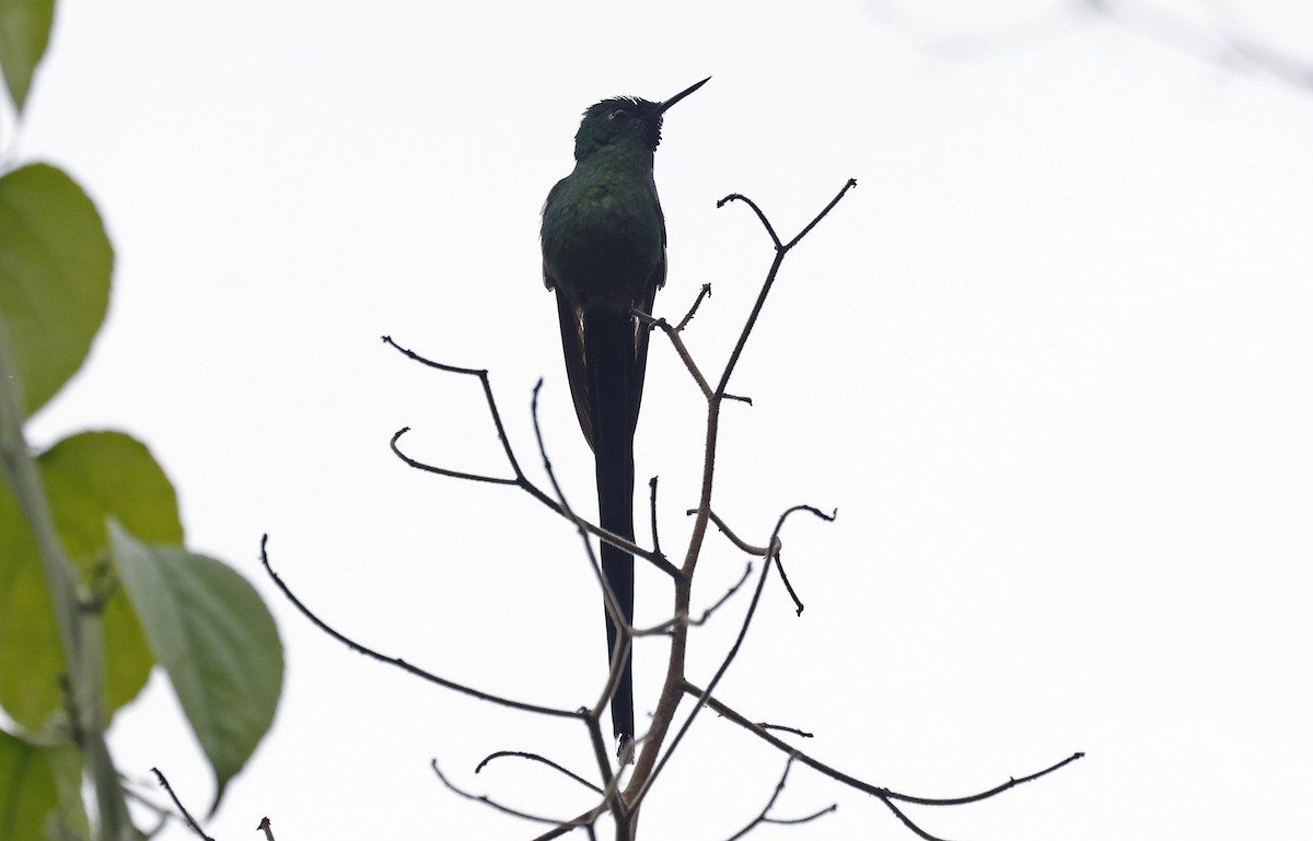 Long-tailed Sylph - ML623528025