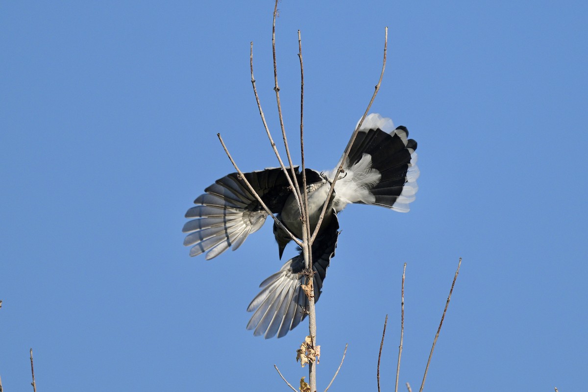 Blue Jay - ML623528027