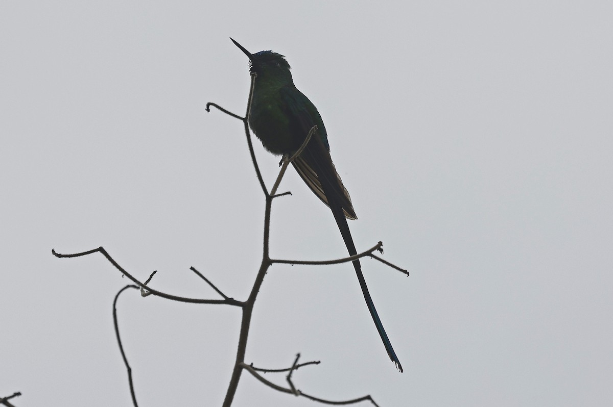 Long-tailed Sylph - ML623528030