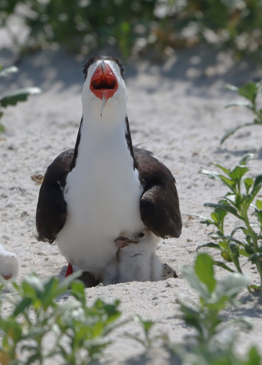 Black Skimmer - ML623528041