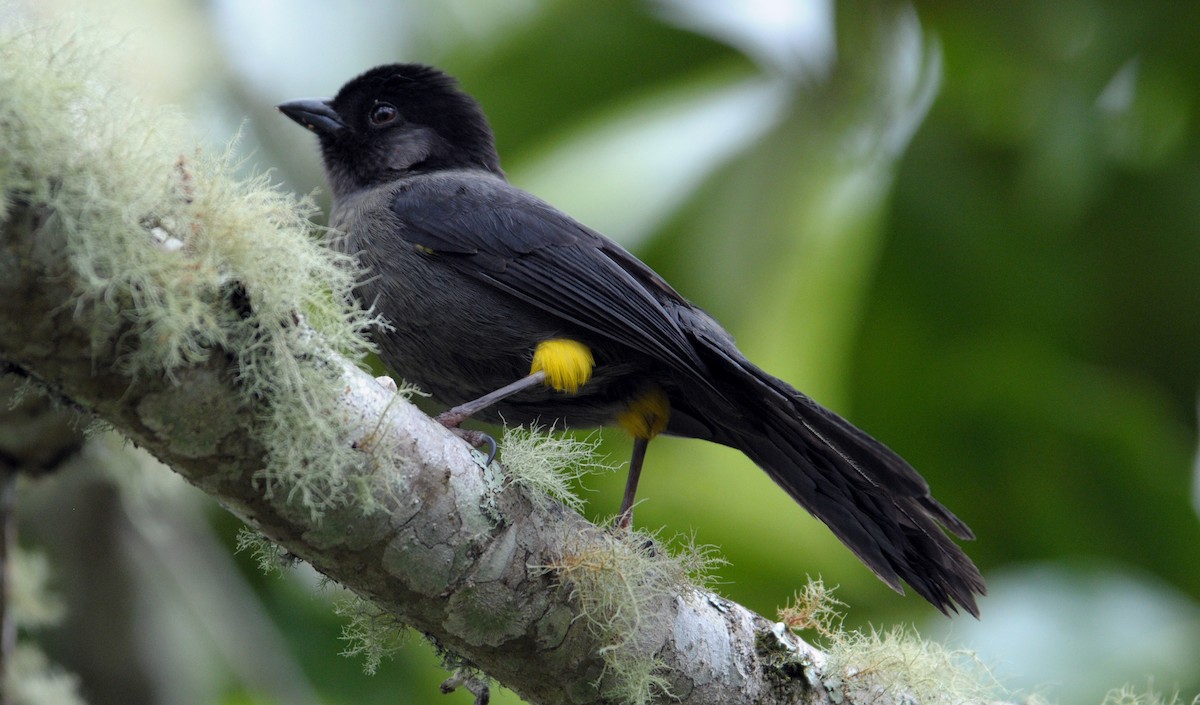 Yellow-thighed Brushfinch - ML623528042