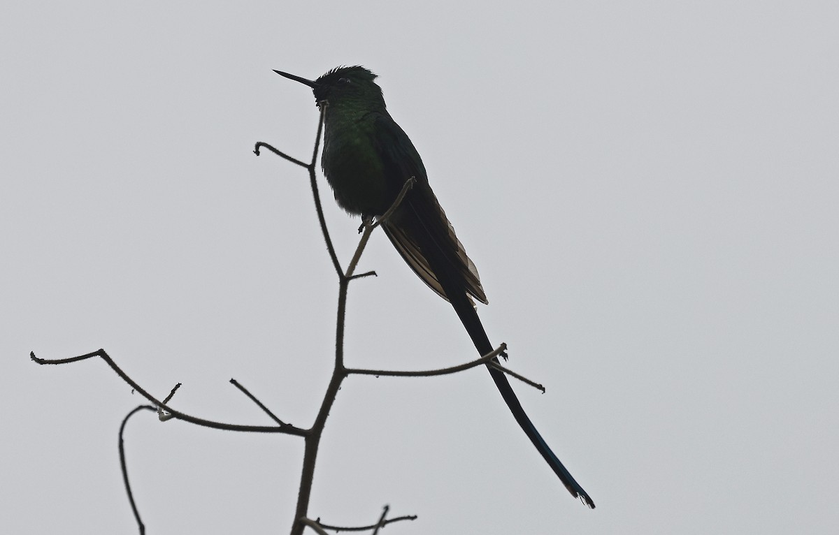 Long-tailed Sylph - ML623528044