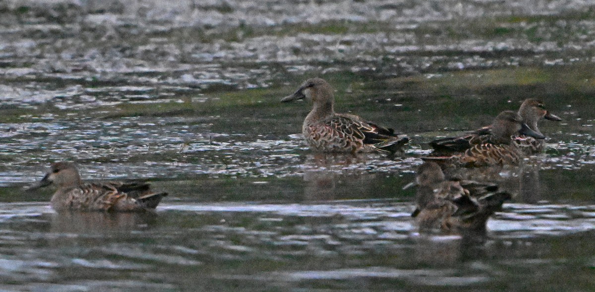 Blue-winged Teal - Paul Nale