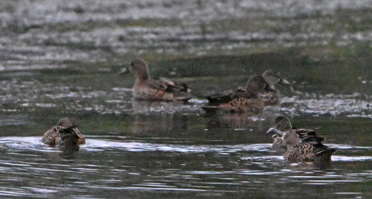 Blue-winged Teal - Paul Nale