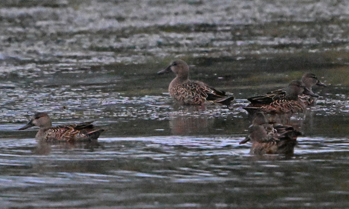 Blue-winged Teal - ML623528064