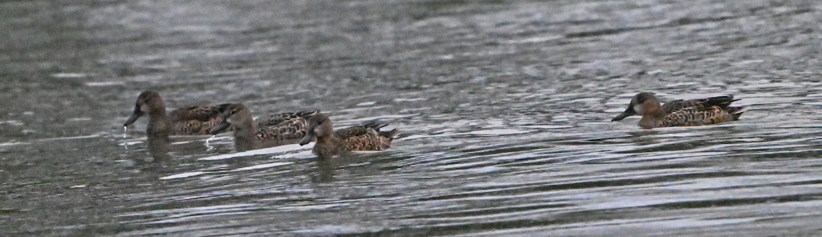 Blue-winged Teal - ML623528065