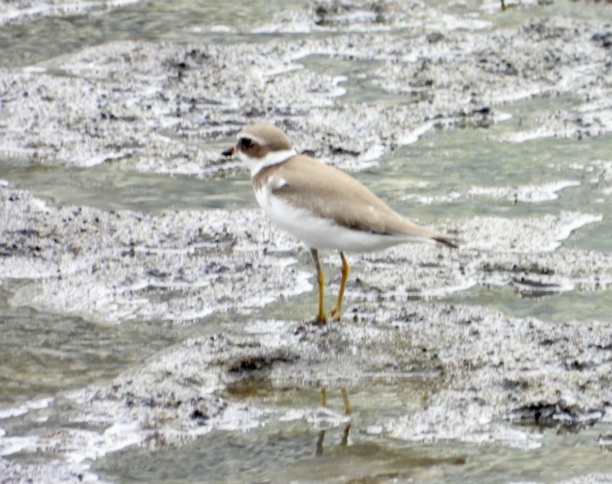 Semipalmated Plover - ML623528095