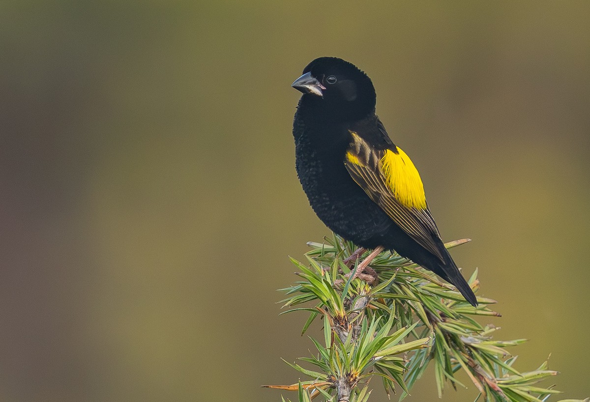 Yellow Bishop - ML623528180