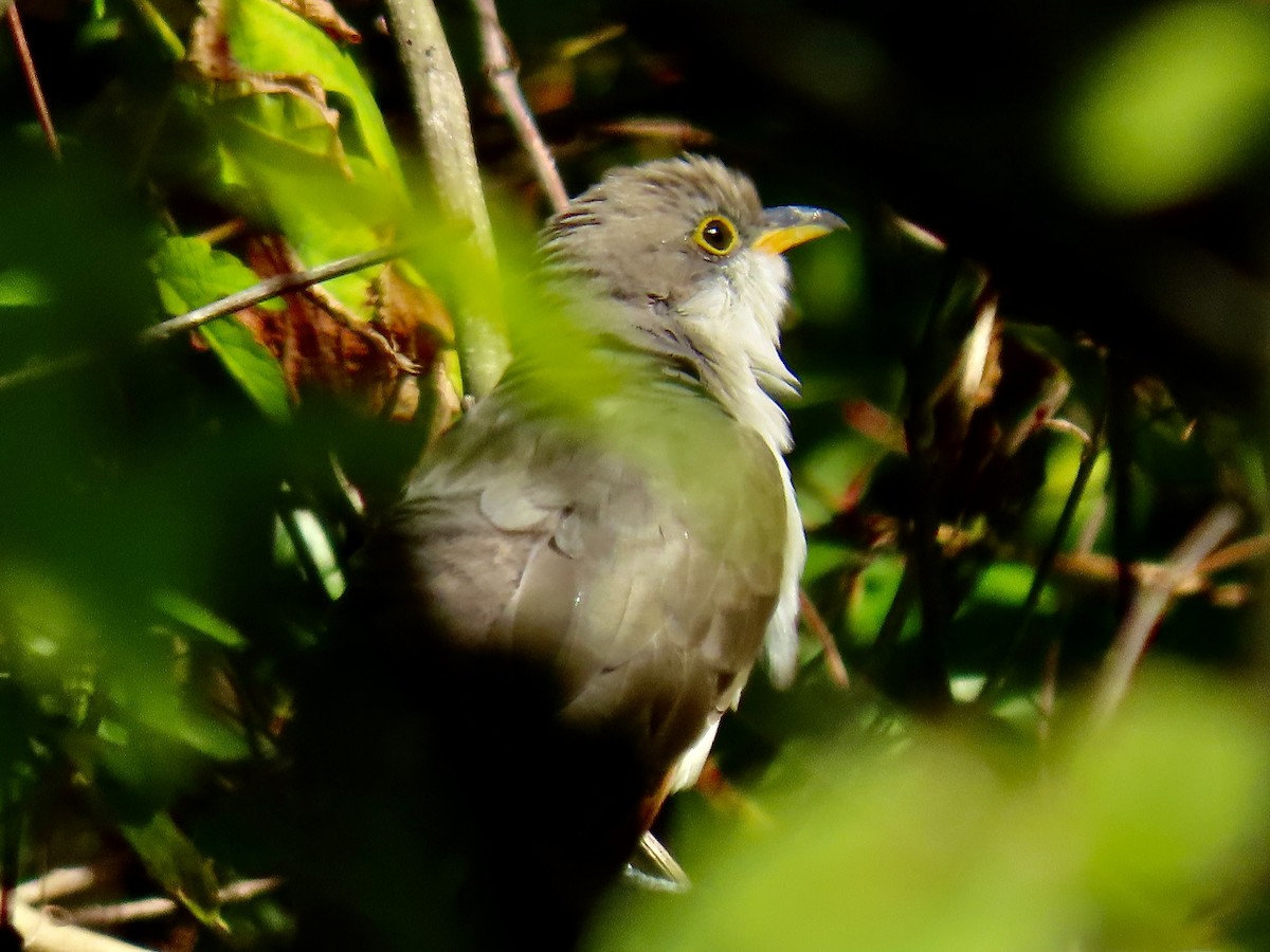 Yellow-billed Cuckoo - ML623528191