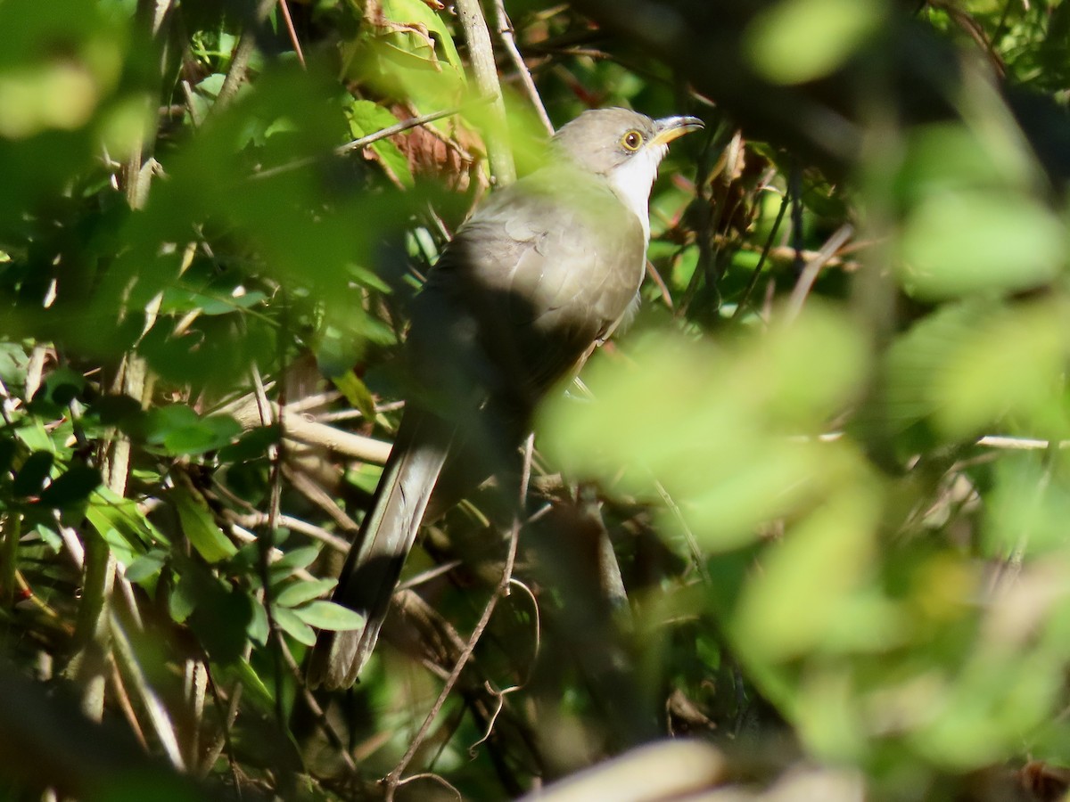 Yellow-billed Cuckoo - ML623528193