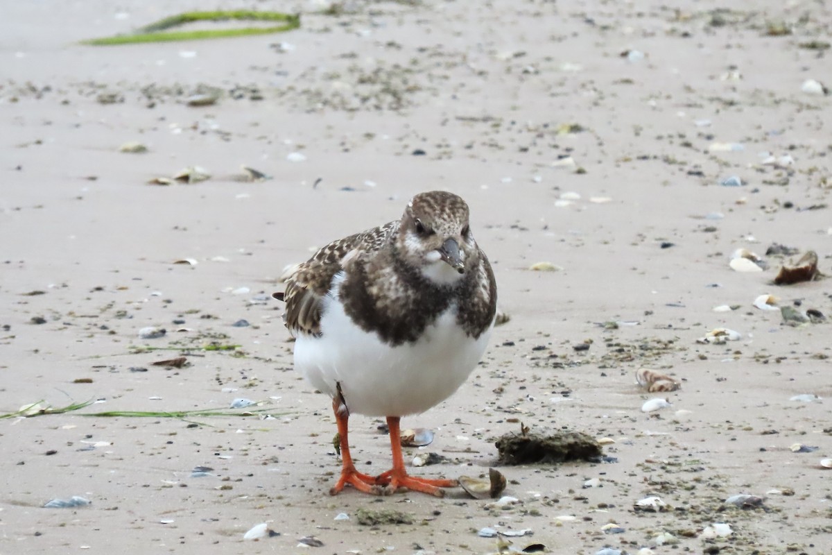 Ruddy Turnstone - Rachel Lewis