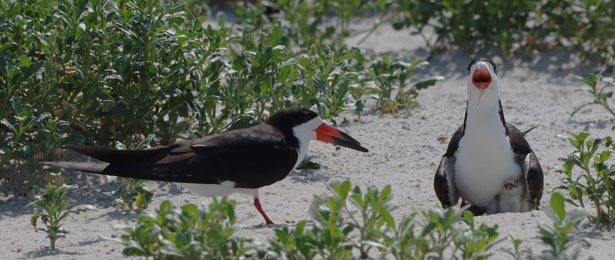 Black Skimmer - ML623528236