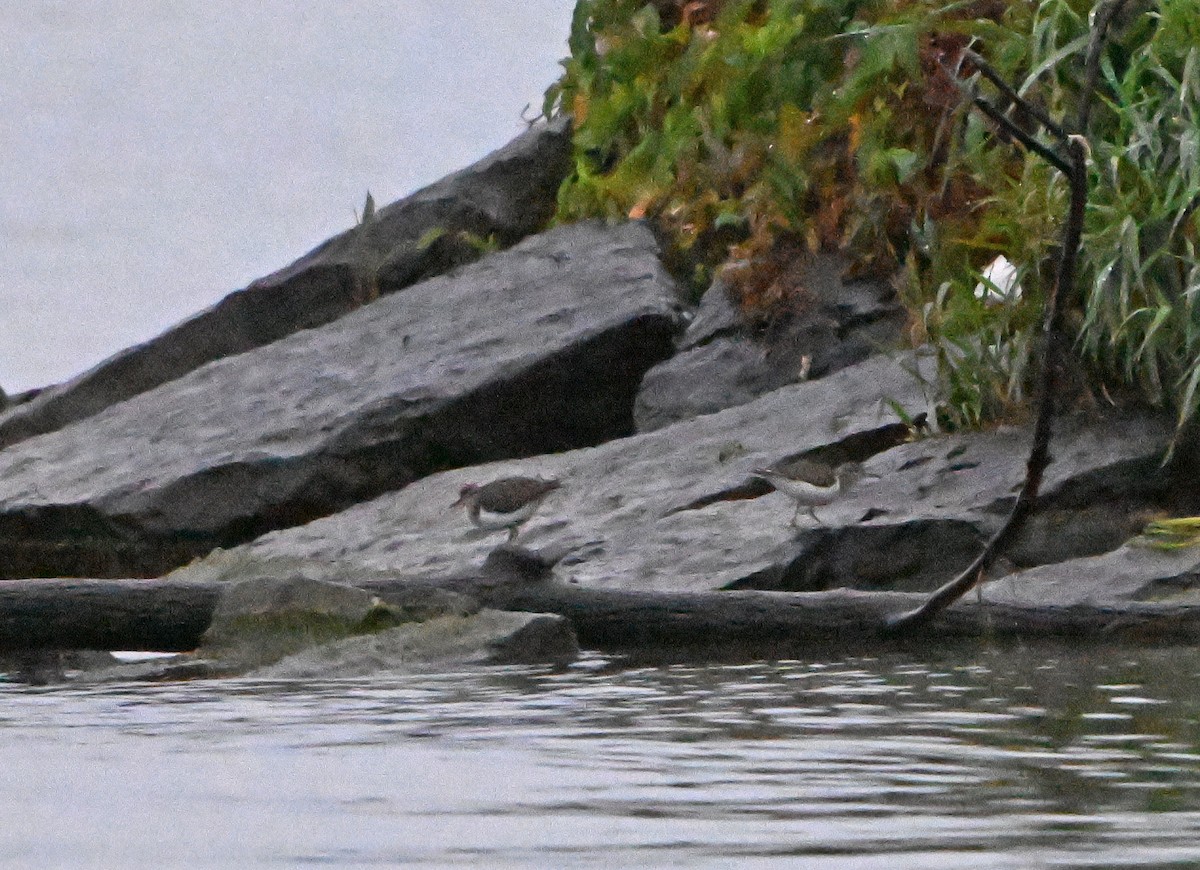 Spotted Sandpiper - Paul Nale