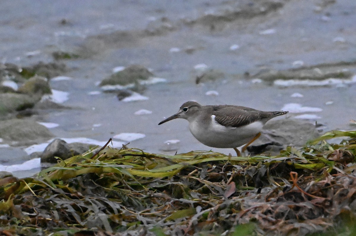 Spotted Sandpiper - ML623528249