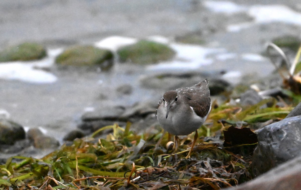 Spotted Sandpiper - ML623528250